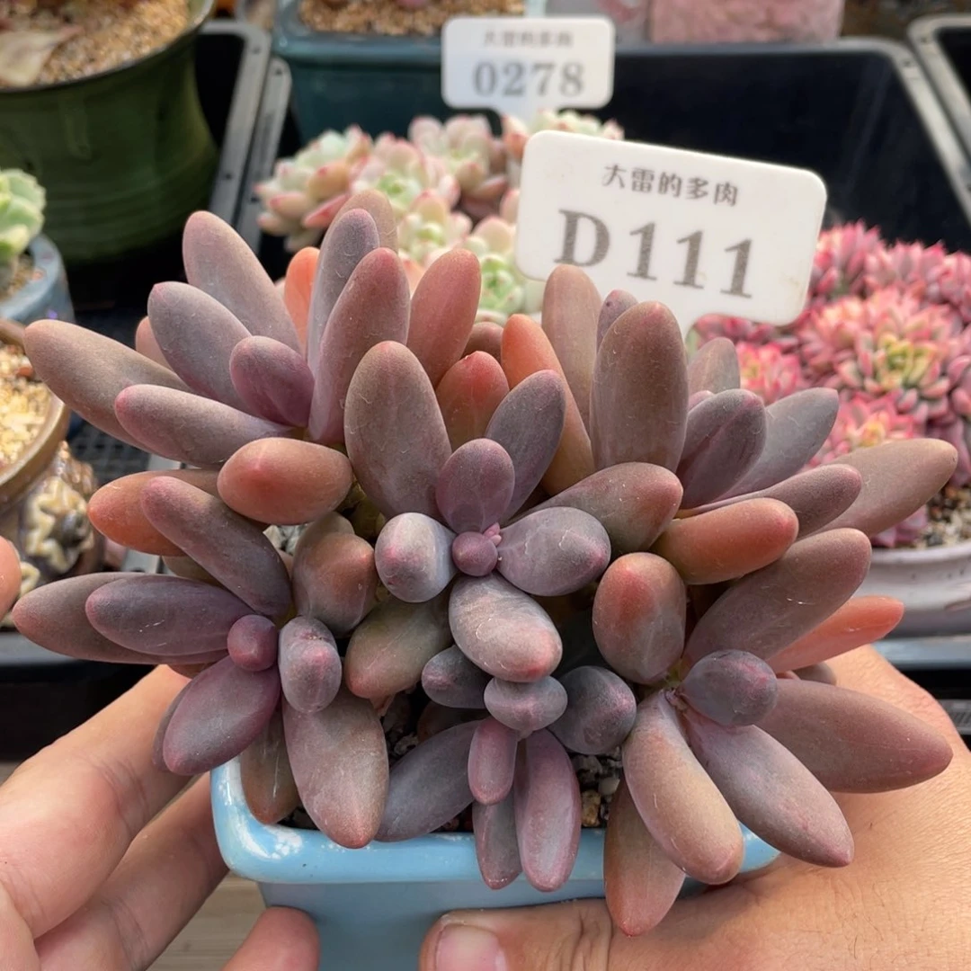 111糖果美人不带盆14厘米