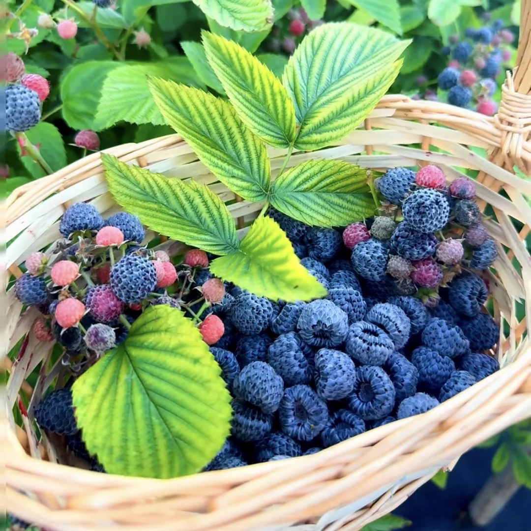云南新品食用黄泡黑泡红树莓黑树莓易养活庭院攀爬植物当年结果