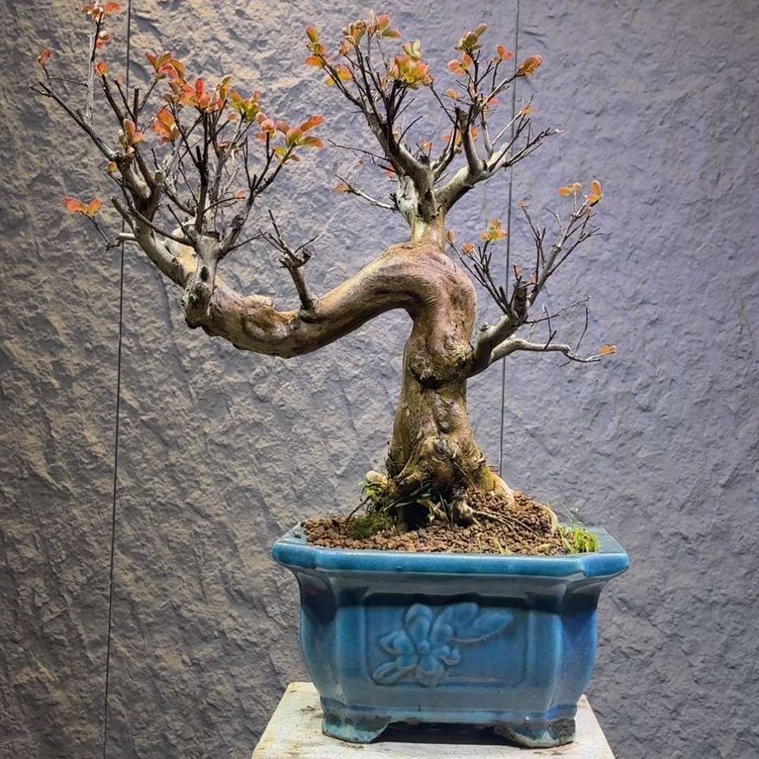 无花朵红花紫薇一物一拍