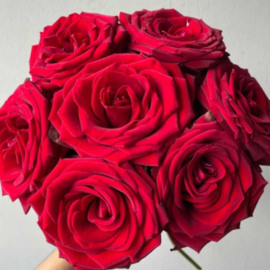 花鲜祉 娜欧米10枝/束 今日下单次日达  玫瑰云南鲜切花