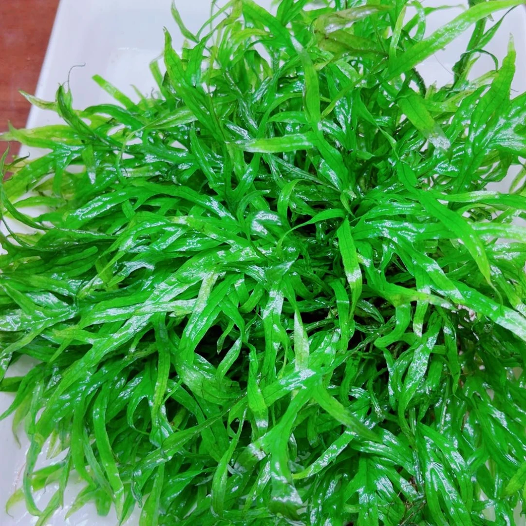 美小呆哇塞套餐一份