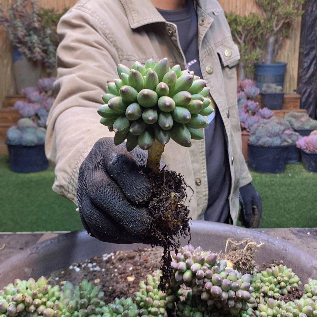 清***?166 号千代田缀化多肉