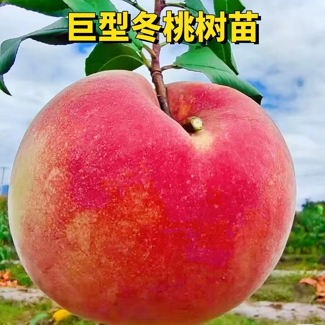 【冬桃冬枣树苗一级苗】嫁接果树苗巨型冬桃冬枣水蜜桃苗盆栽地栽