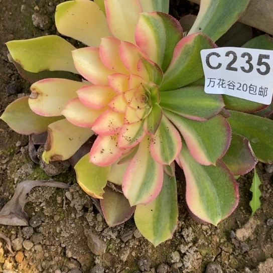 235绍修七彩多肉植物