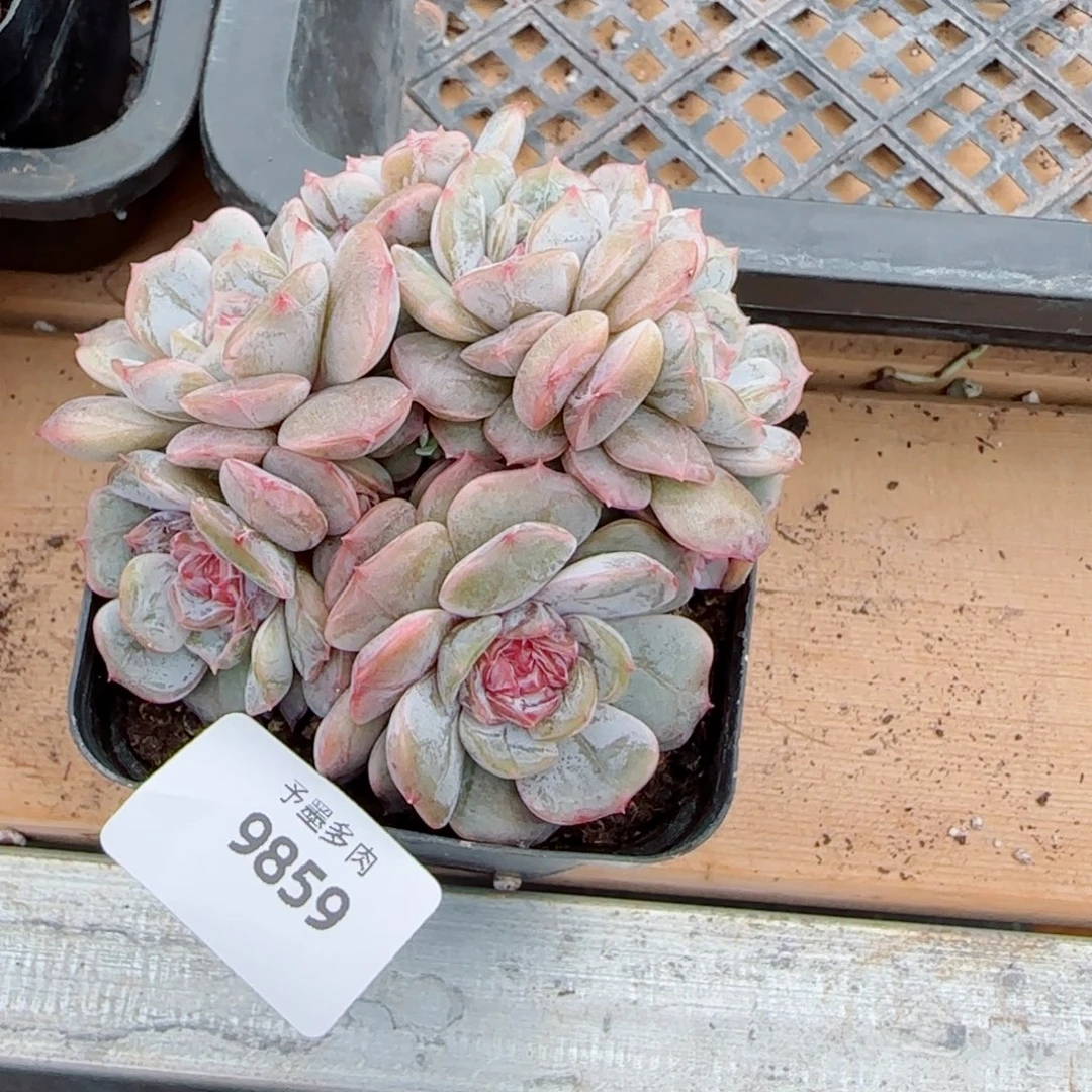 宫花群，9859多肉植物