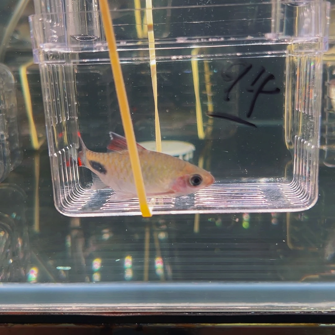 工具鱼黑影鱼鱼鱼鱼鱼94