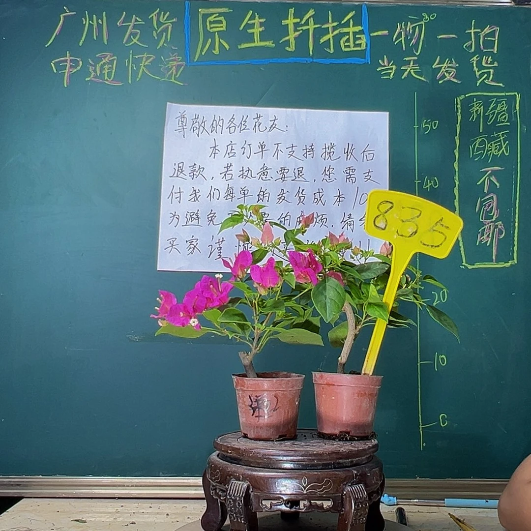 当前无花栽培后可以开花洋红公主掌中宝 暗斑水晶掌中宝835