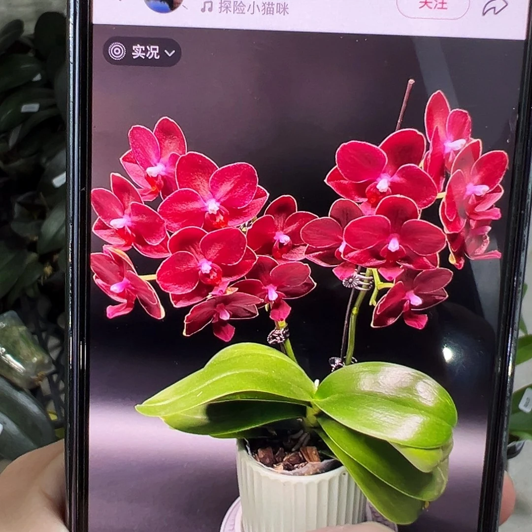 当前无花栽培后可以开花1.7美杜莎，凑单发货