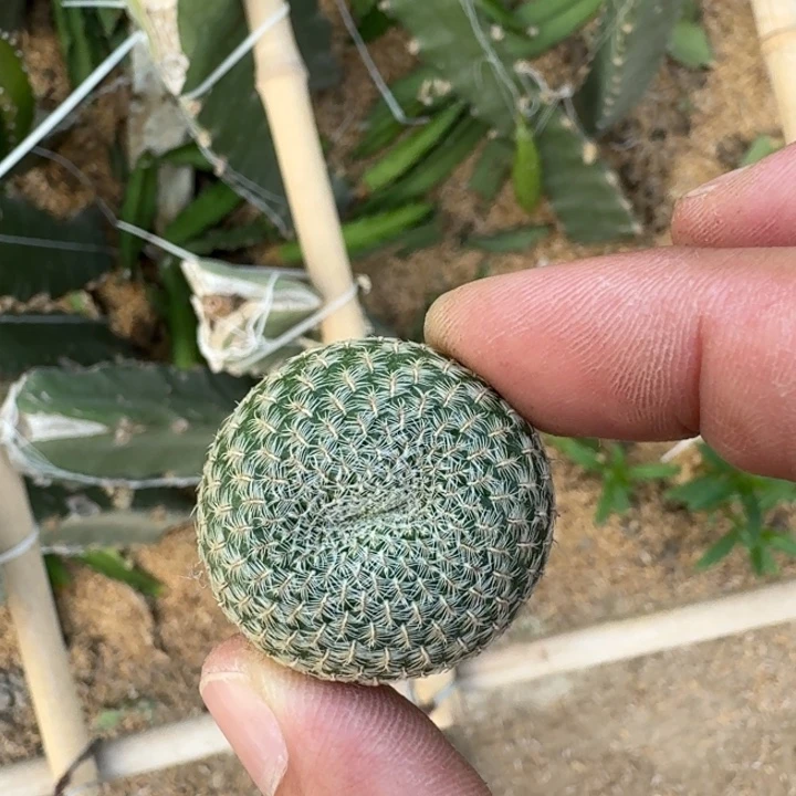 14黄花勾宝歪2个无根侧牙3公分左右，20包邮