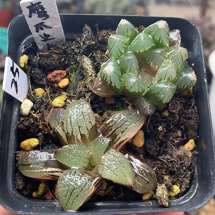 鹰爪史扑和刺玉露锦一物一拍