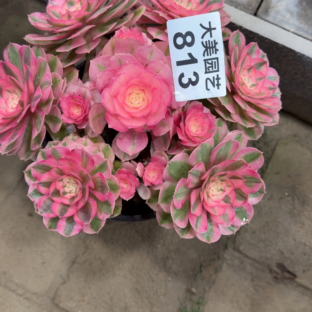 小***屋倾城福利813肉肉老桩