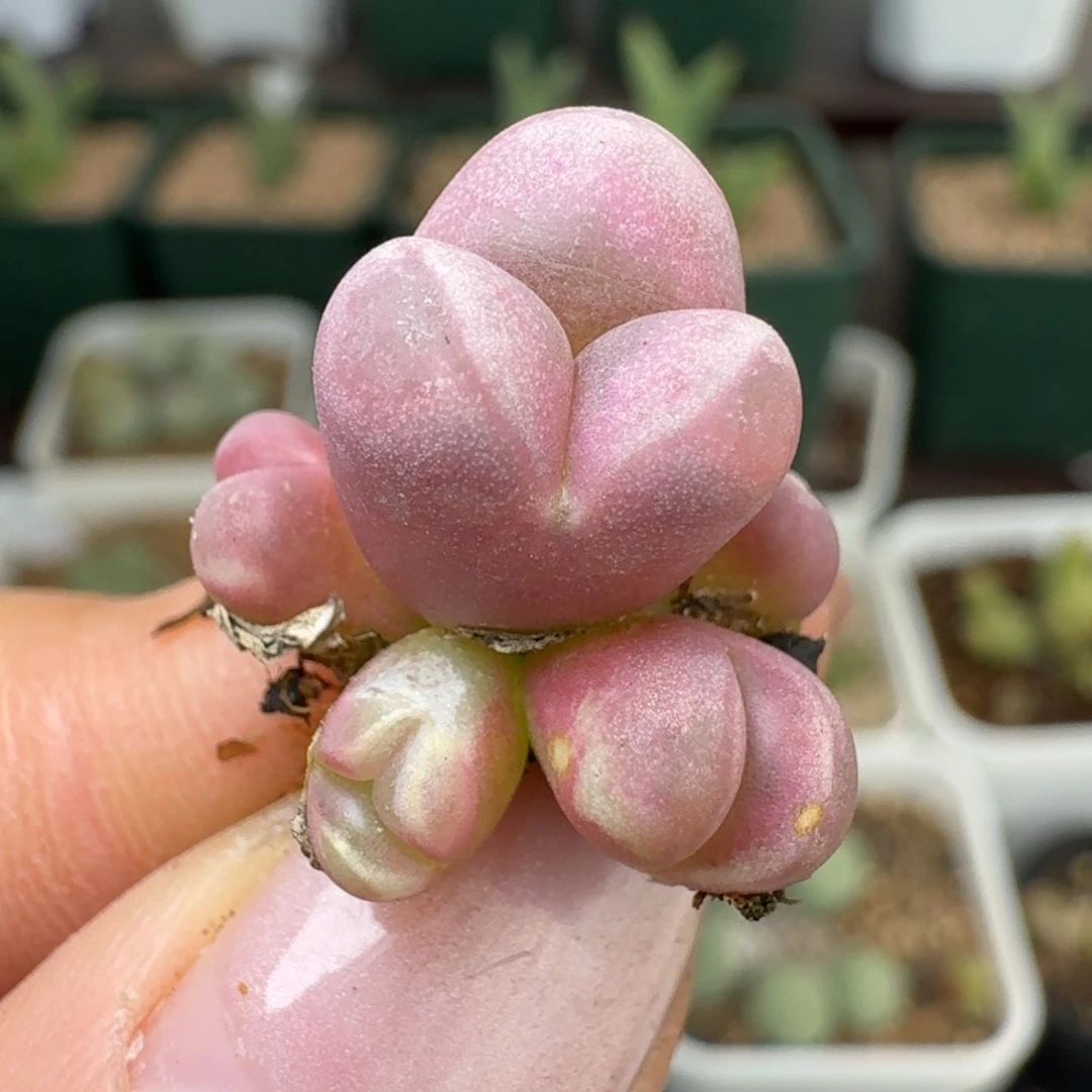 238群红大内000000000