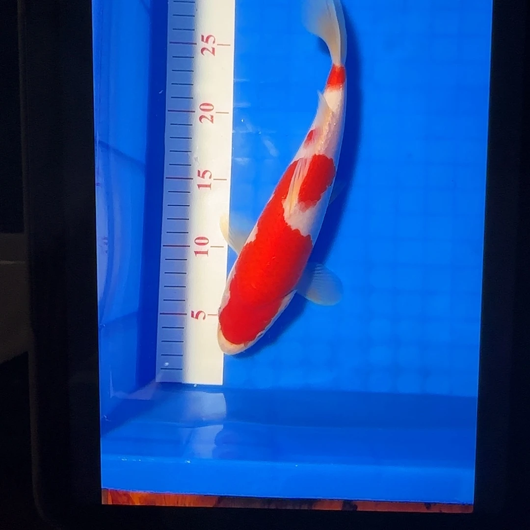 渔悦锦鲤四选滇红红白一尾