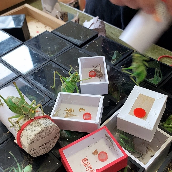 黄***连三只玉蝈蝈啊啊啊啊啊