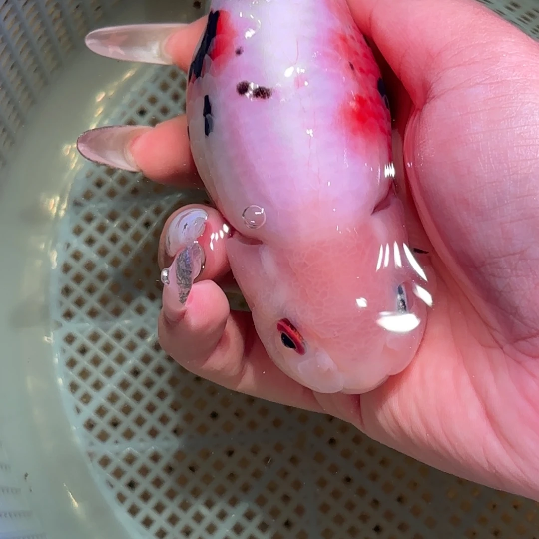 喜***多金鱼拍包装包邮，不拍包装运费到付