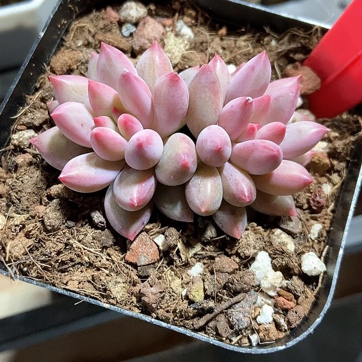 多肉植物虞美人781