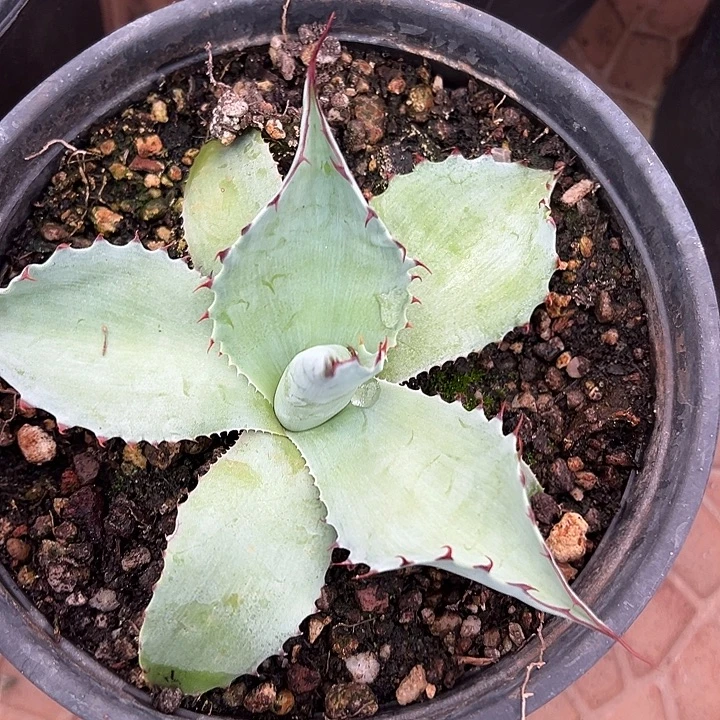 孙***玩龙舌兰多肉植物多肉