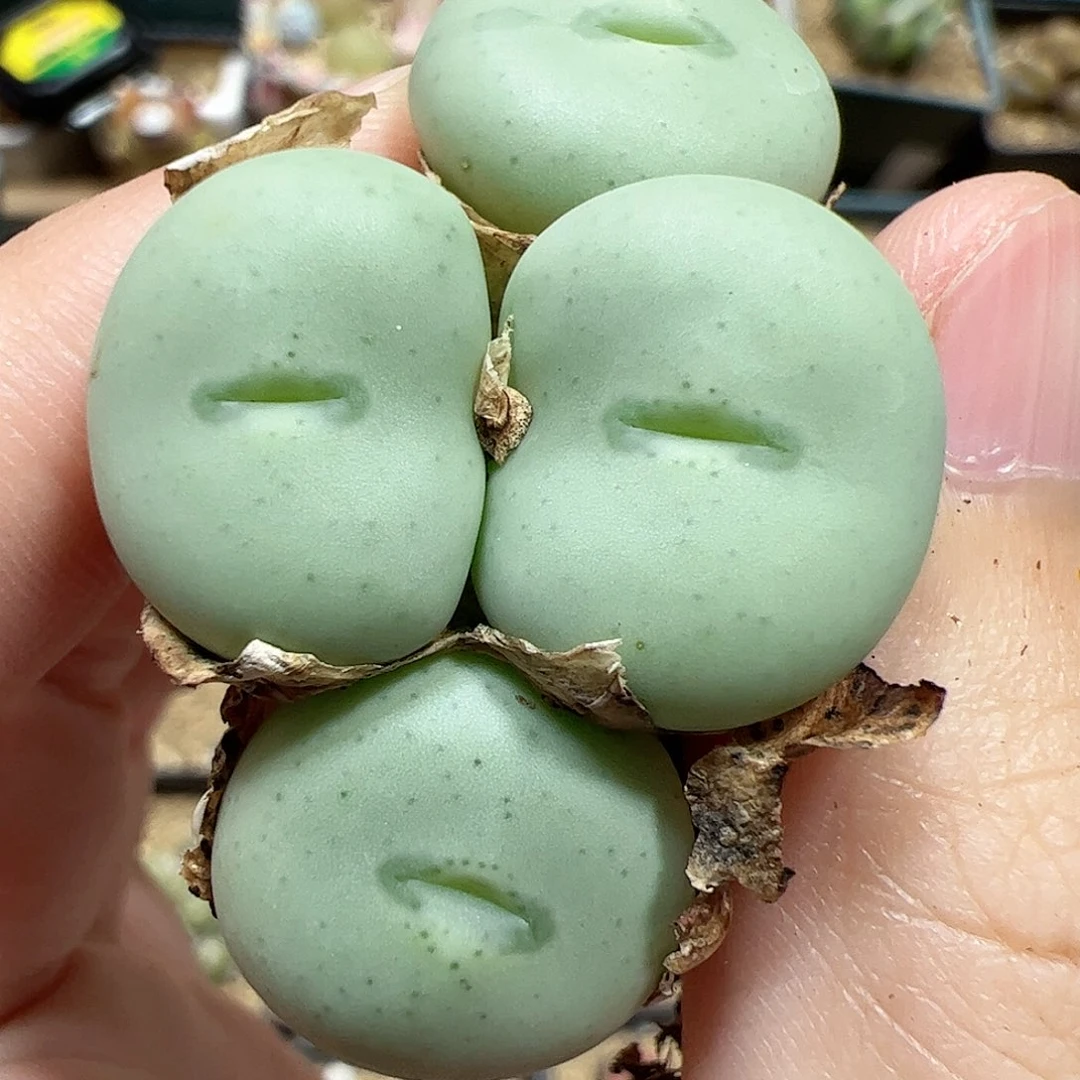 【闪购商品】125 饼