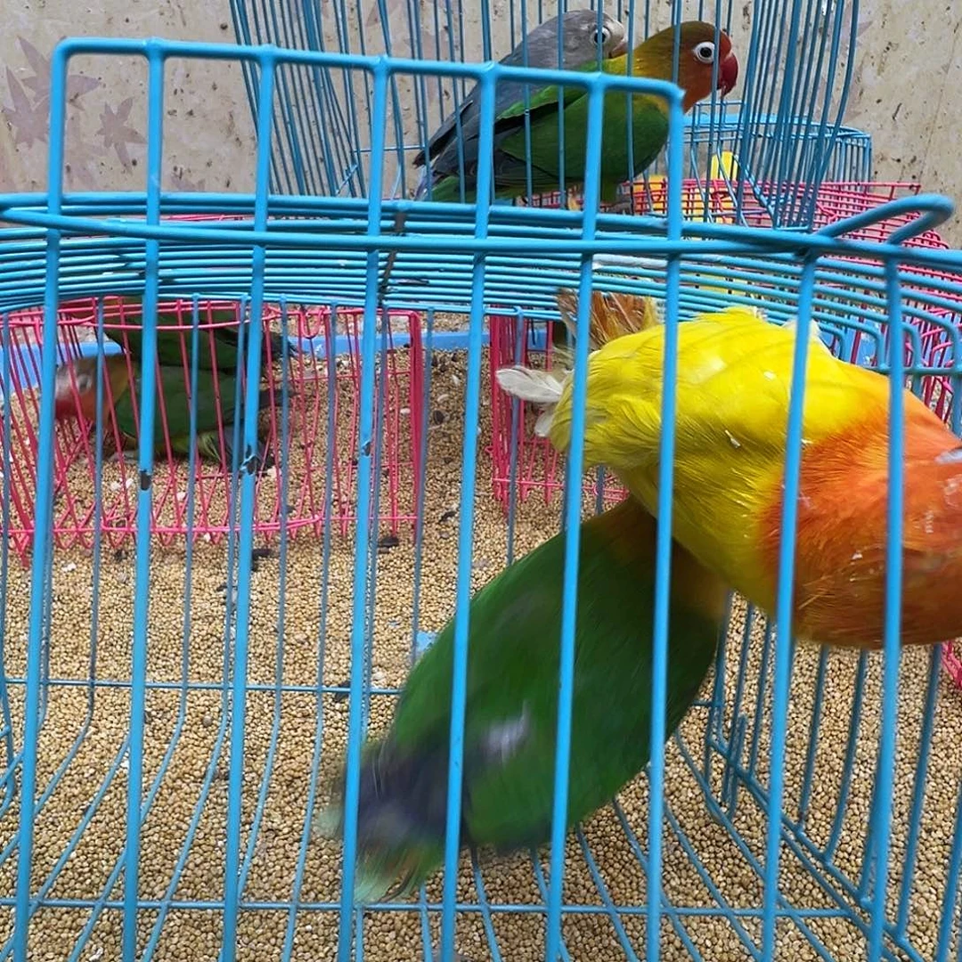 用***7桃脸牡丹鹦鹉少毛两只包活48小时