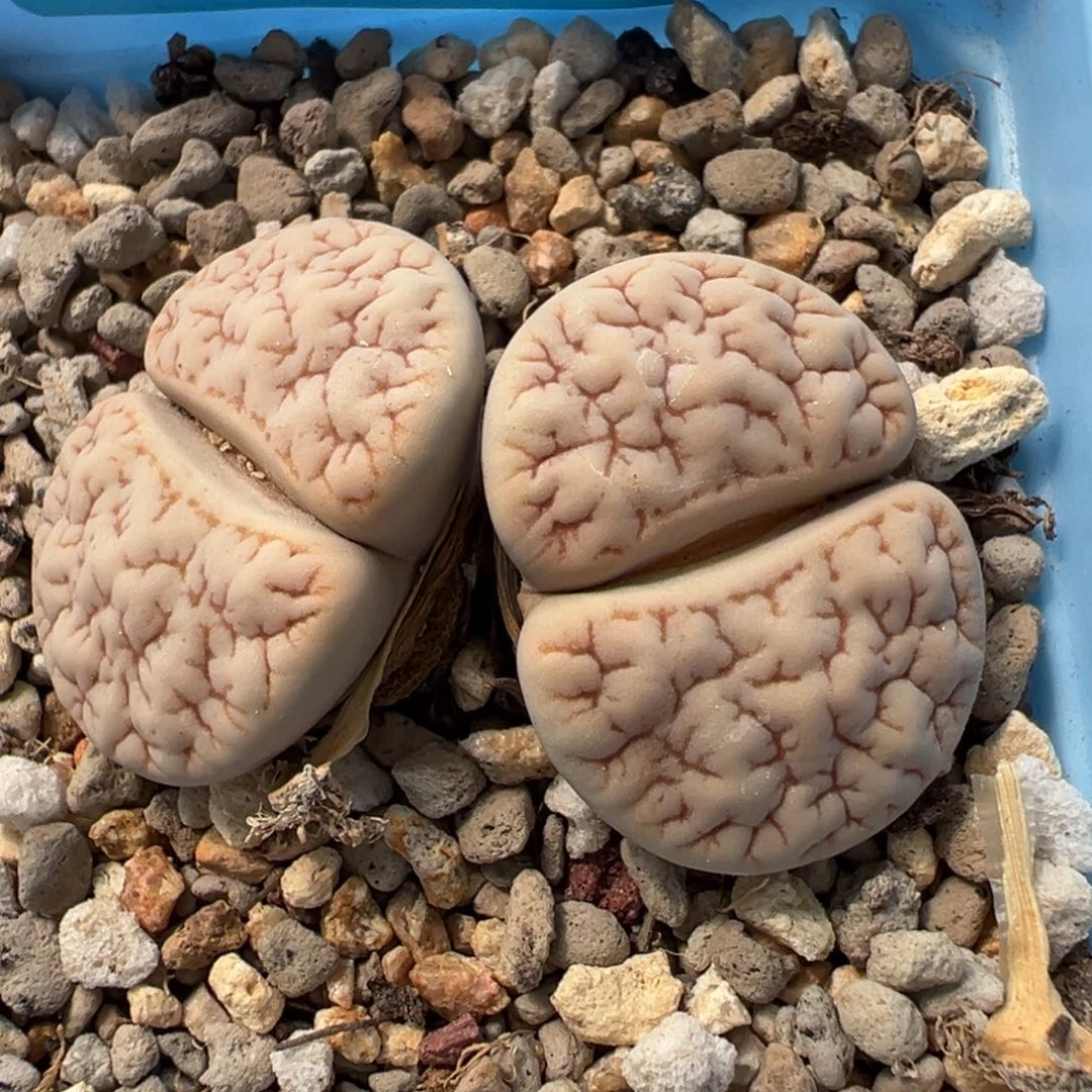 6867双头凹凸189一颗
