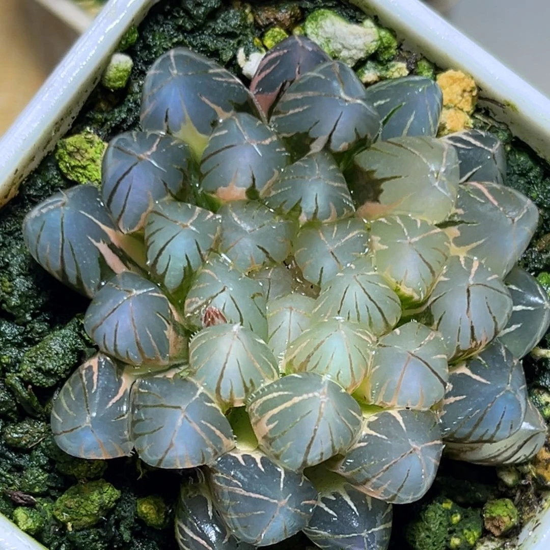 恭喜发财大吉大利658