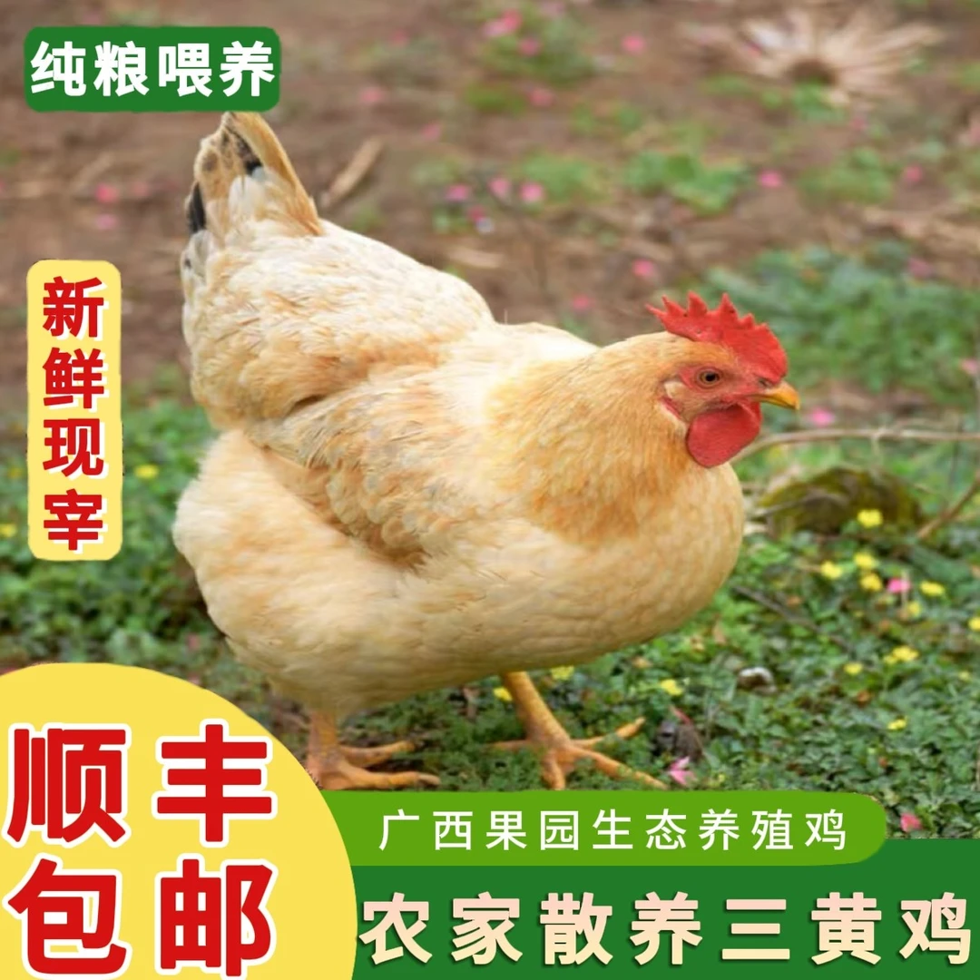 【手工现杀】广西正宗三黄母鸡果园散养下蛋鸡月子鸡230天 新鲜现杀