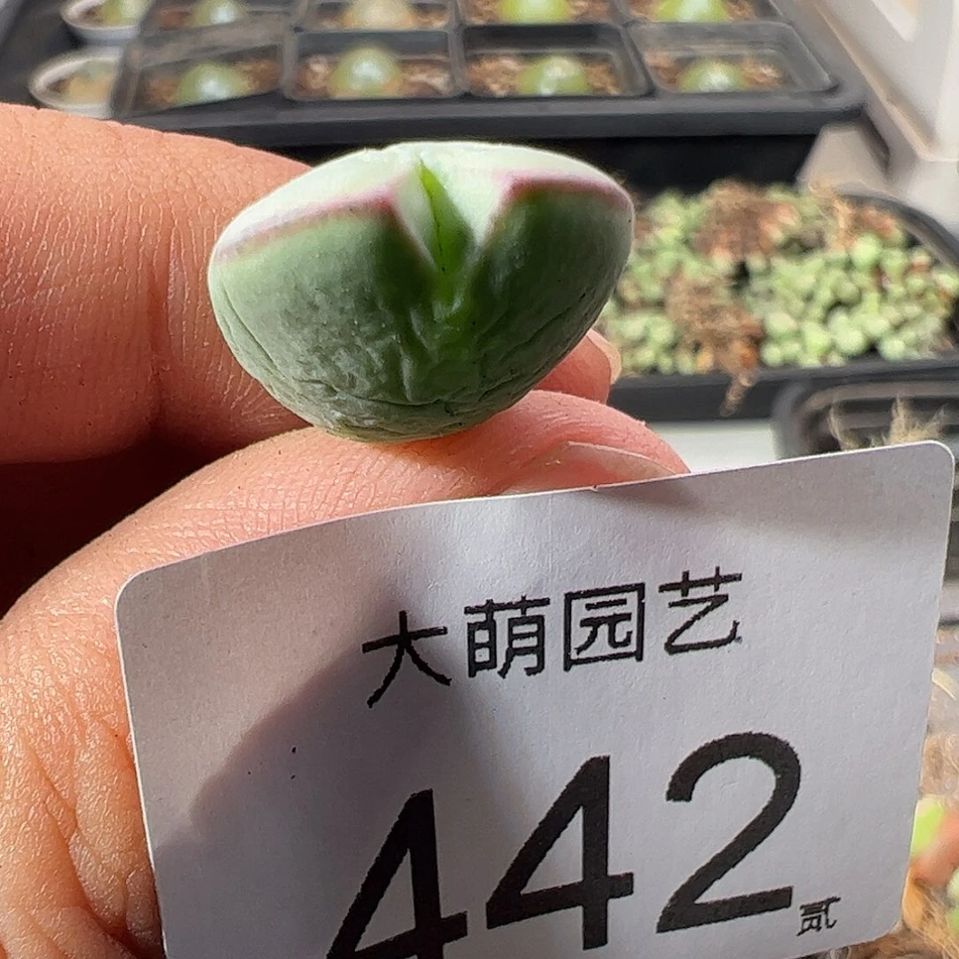 一物一拍正版1414.71皮卡丘。 442
