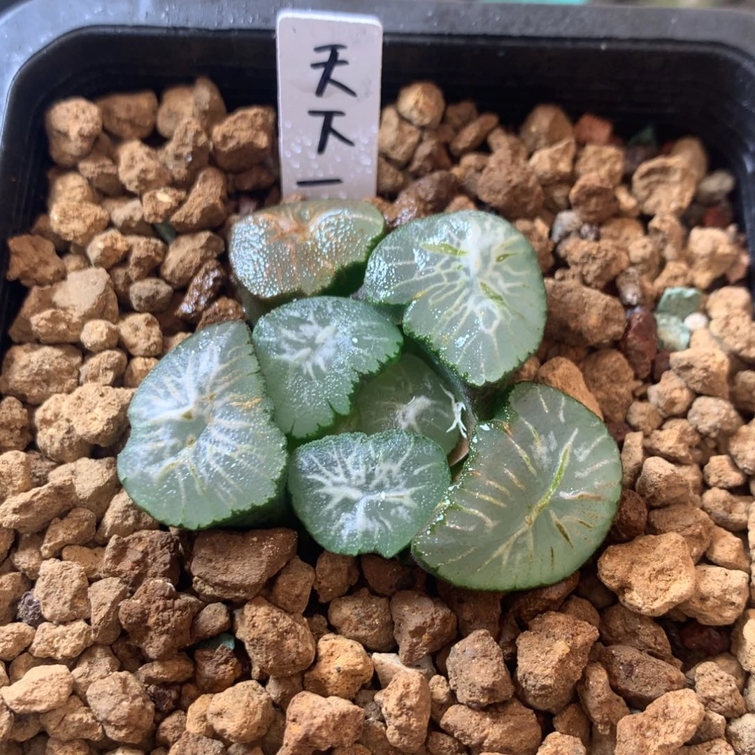 天下一品万象一物一拍