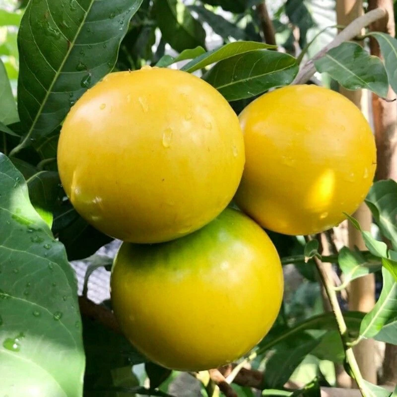 黄宝石2代嫁接苗冰糖黄晶果大果南北方果树苗一年多季苗圃直销