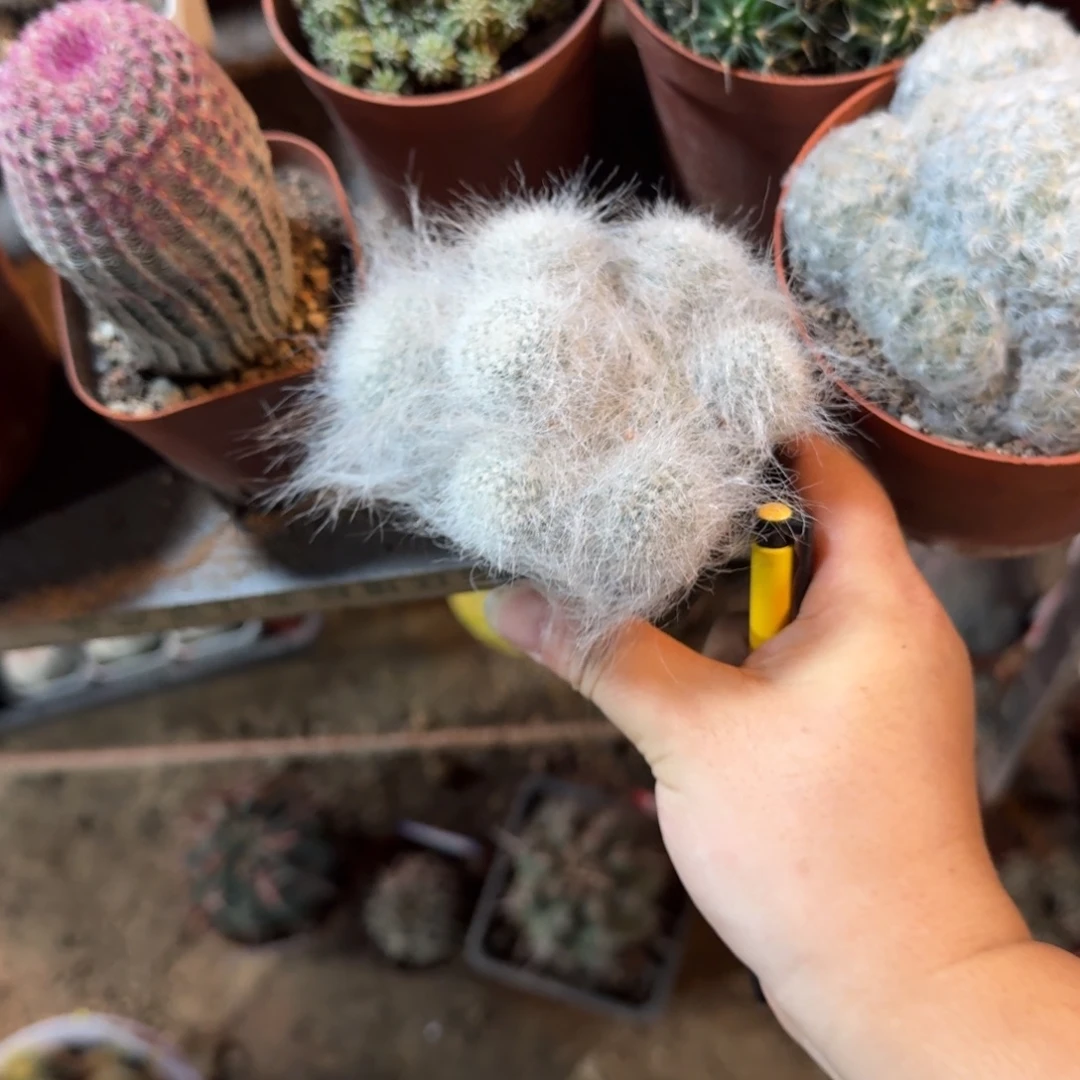 古***£可口可乐了可口可乐