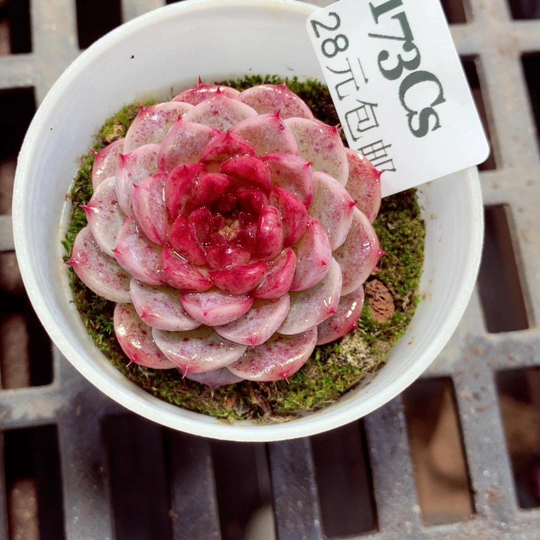 5厘米盆精控多肉173