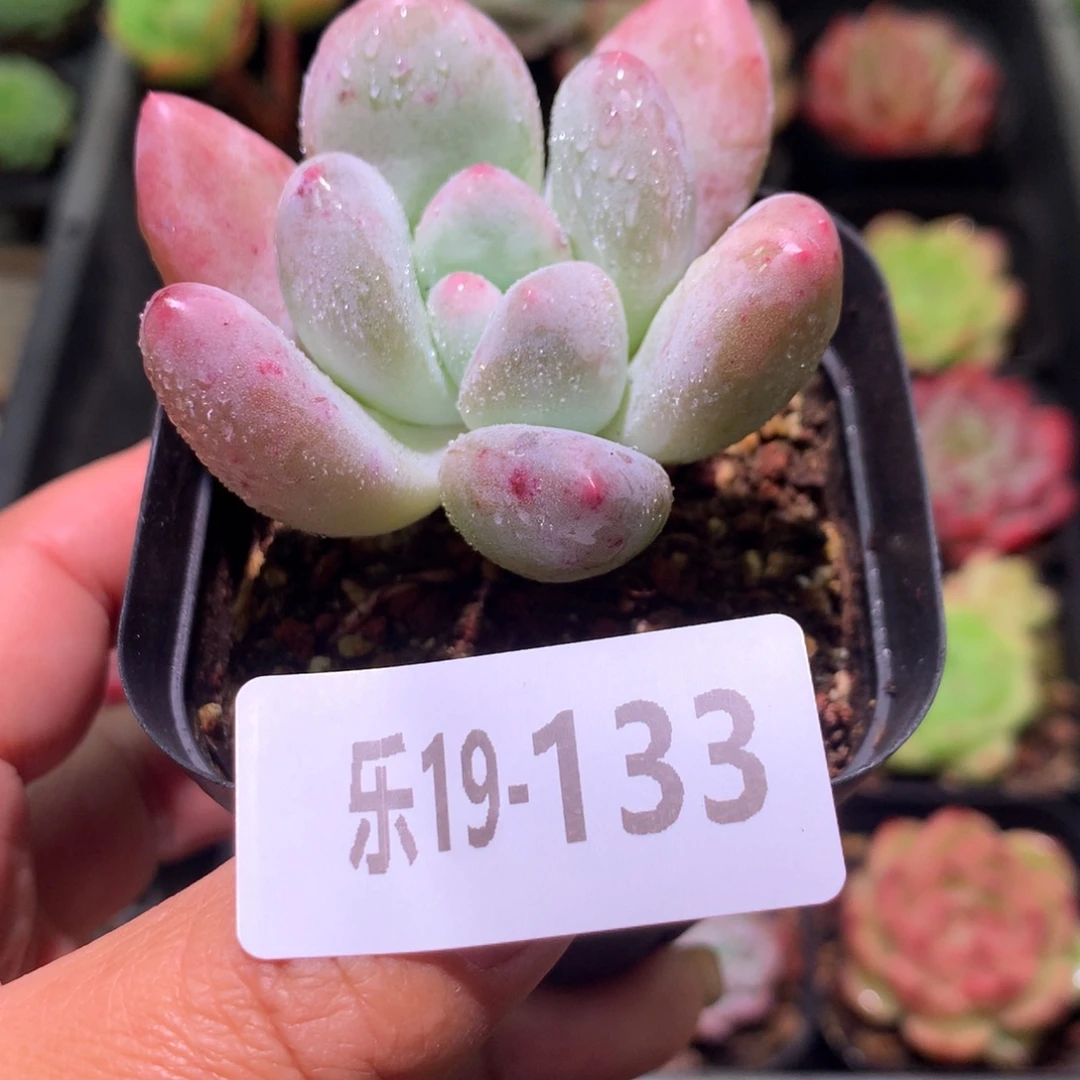 乐然19-133 香水