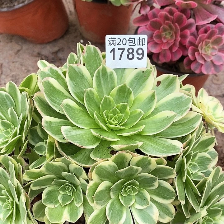 1789 分花妖法师多肉