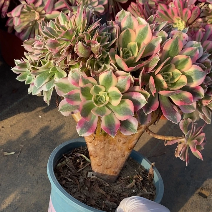 女巫缀25多肉植物法师法师