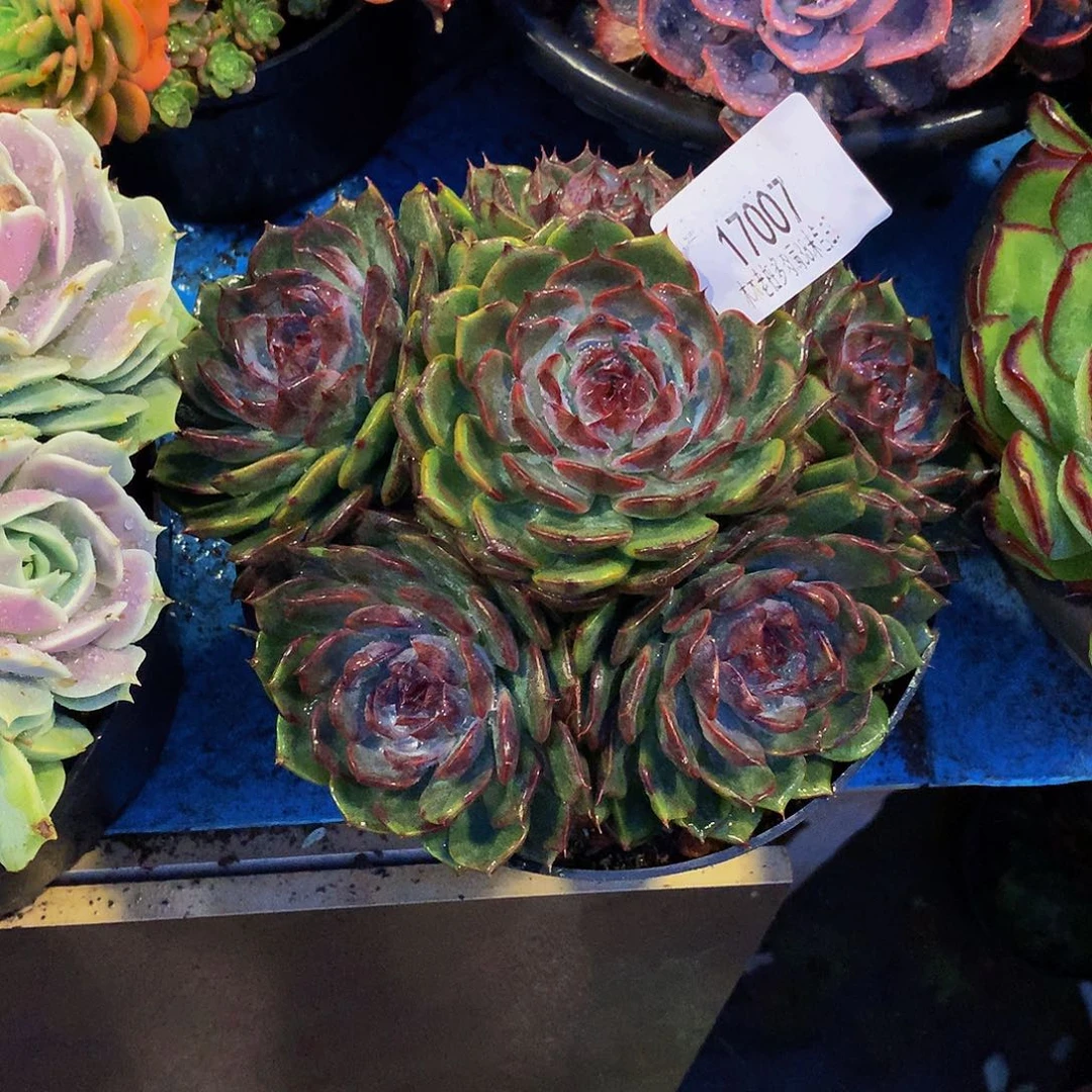 ᝰ***°      蓝色妖姬多肉17007