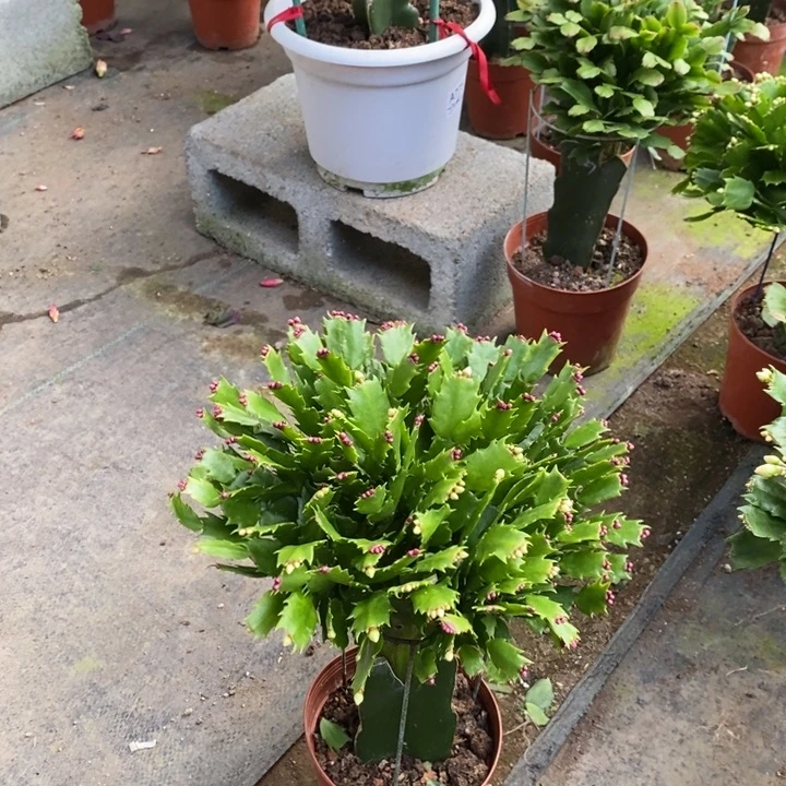 当前无花栽培后可以开花023嫁接双色