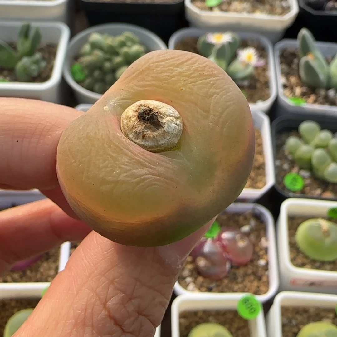 漂亮3.1cm多肉植物469