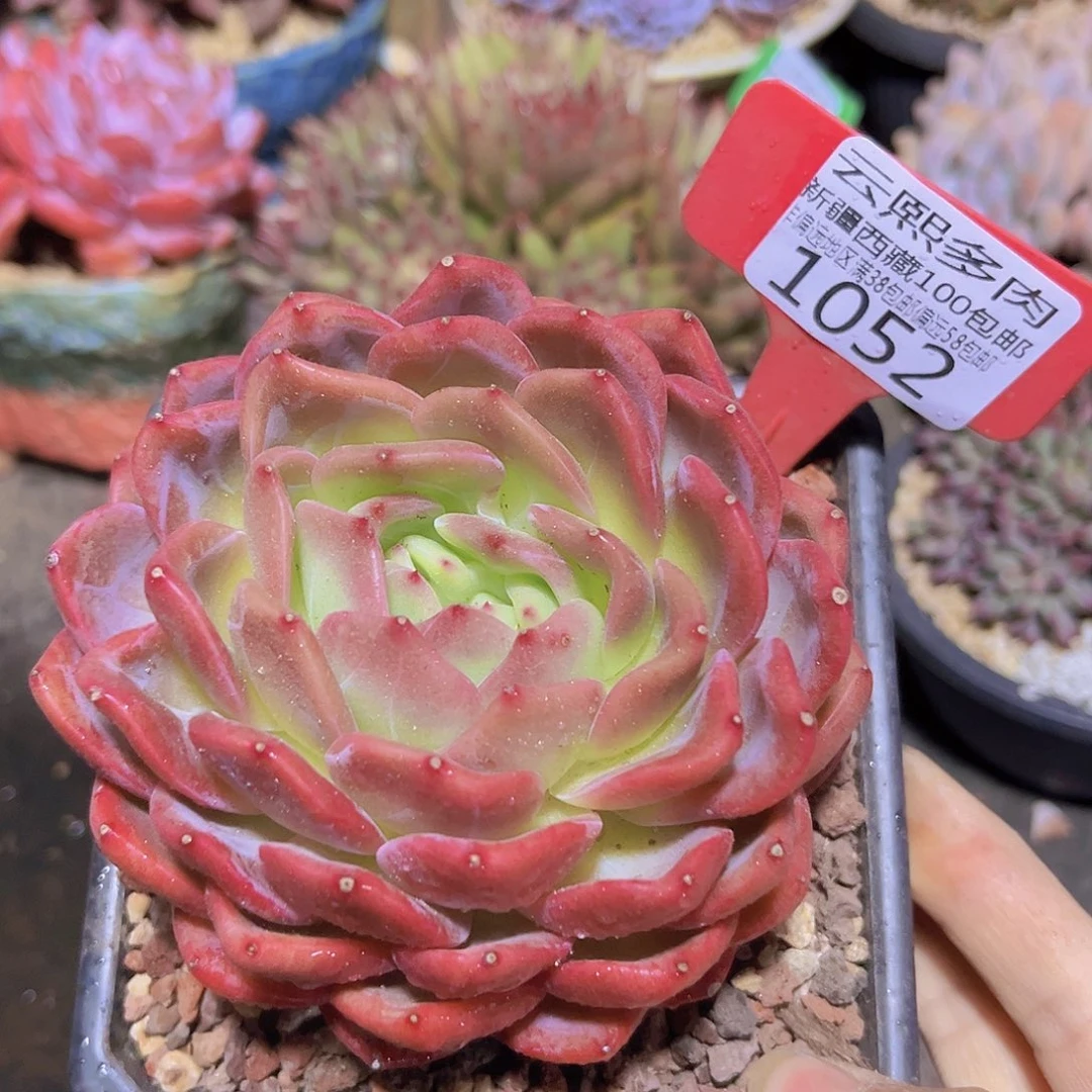 1052香槟杂多肉植物