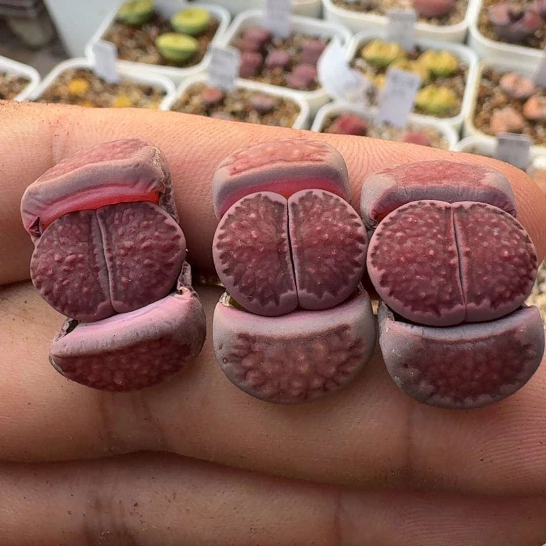 K086紫菊回交丝绒优选三年