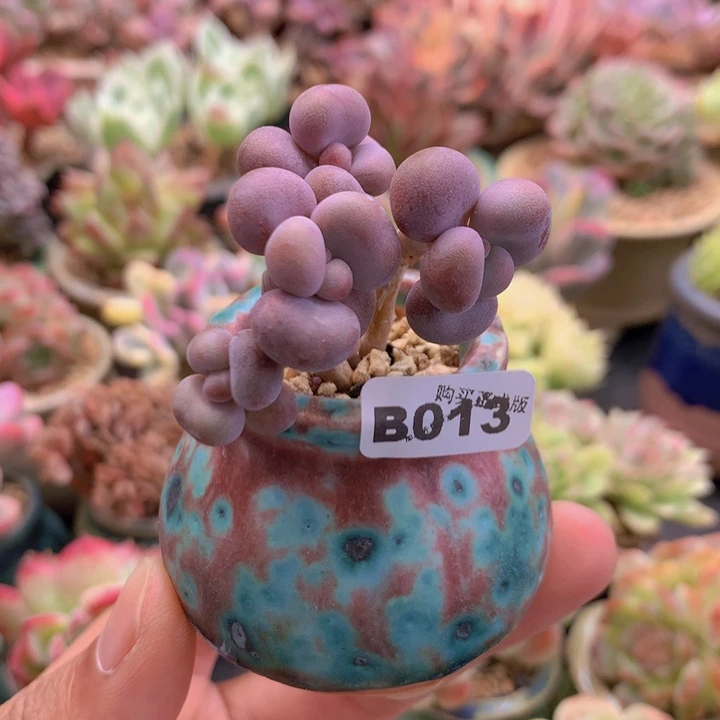 一物一拍含盆土满38包邮B013
