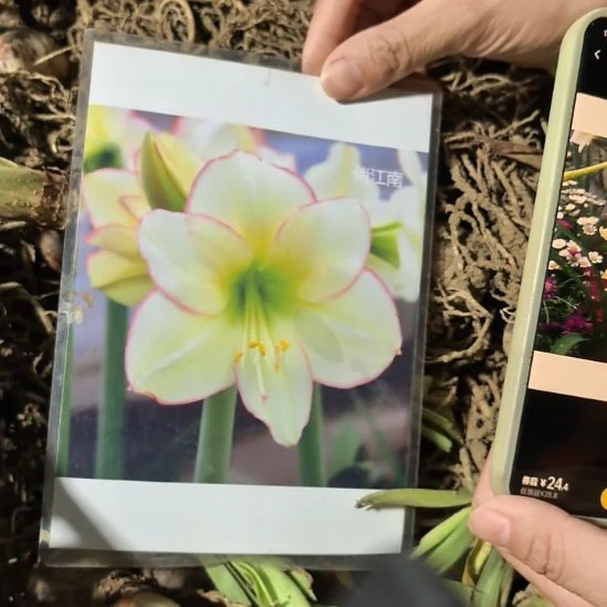 当前无花栽培后可以开花4厘米俏江南/日耳曼残次各5棵