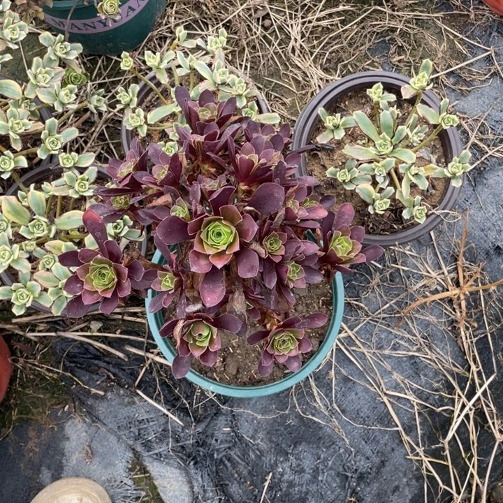 51忆江南多肉多肉植物