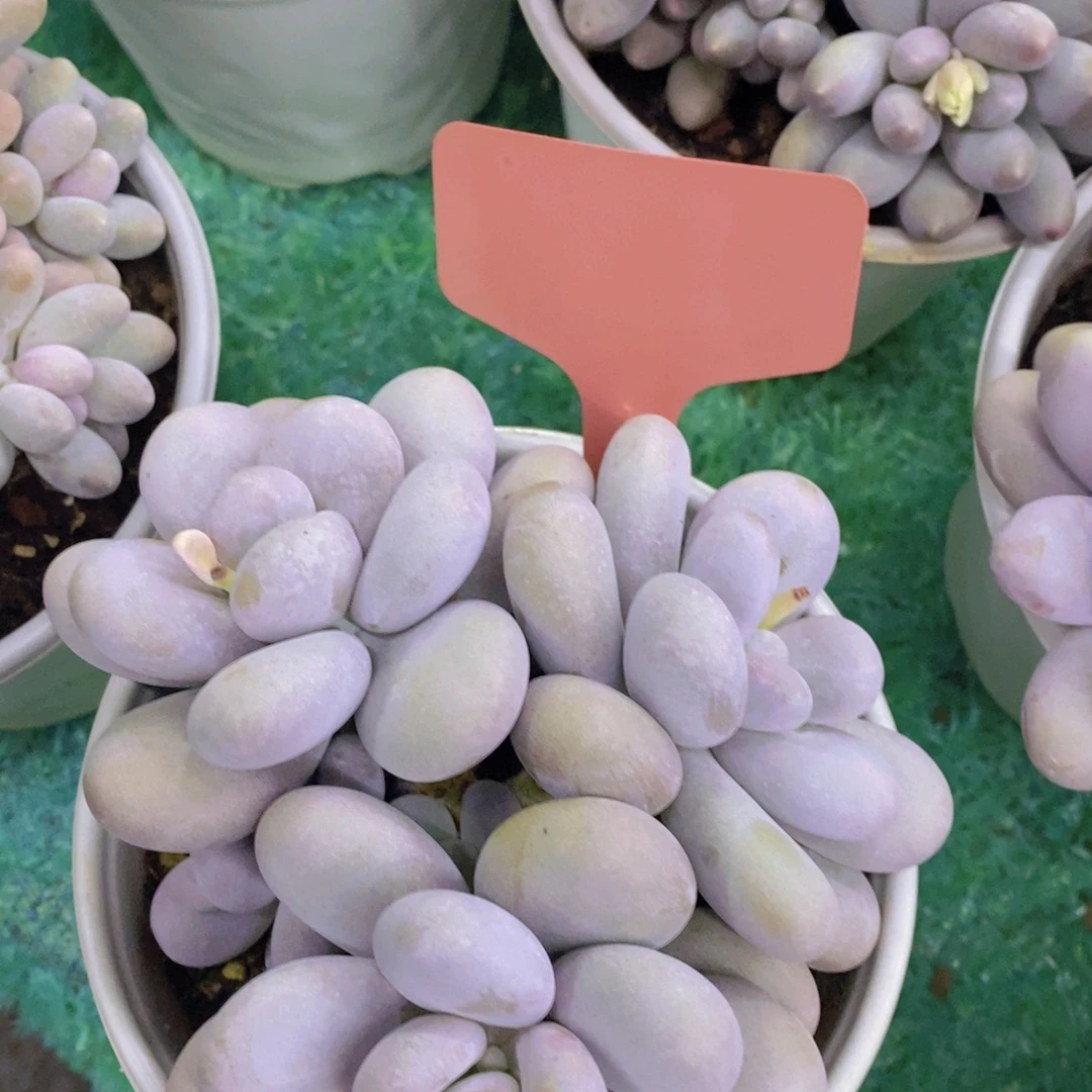 今天开心，精品多肉，一物一拍