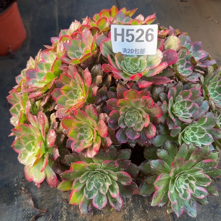 瑞妈多肉植物，526.莲花