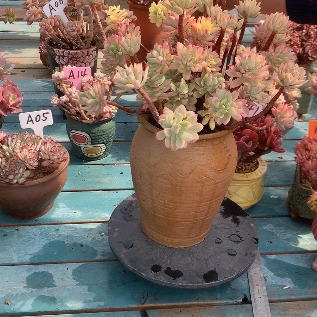 ?****?叮当多肉植物脱土