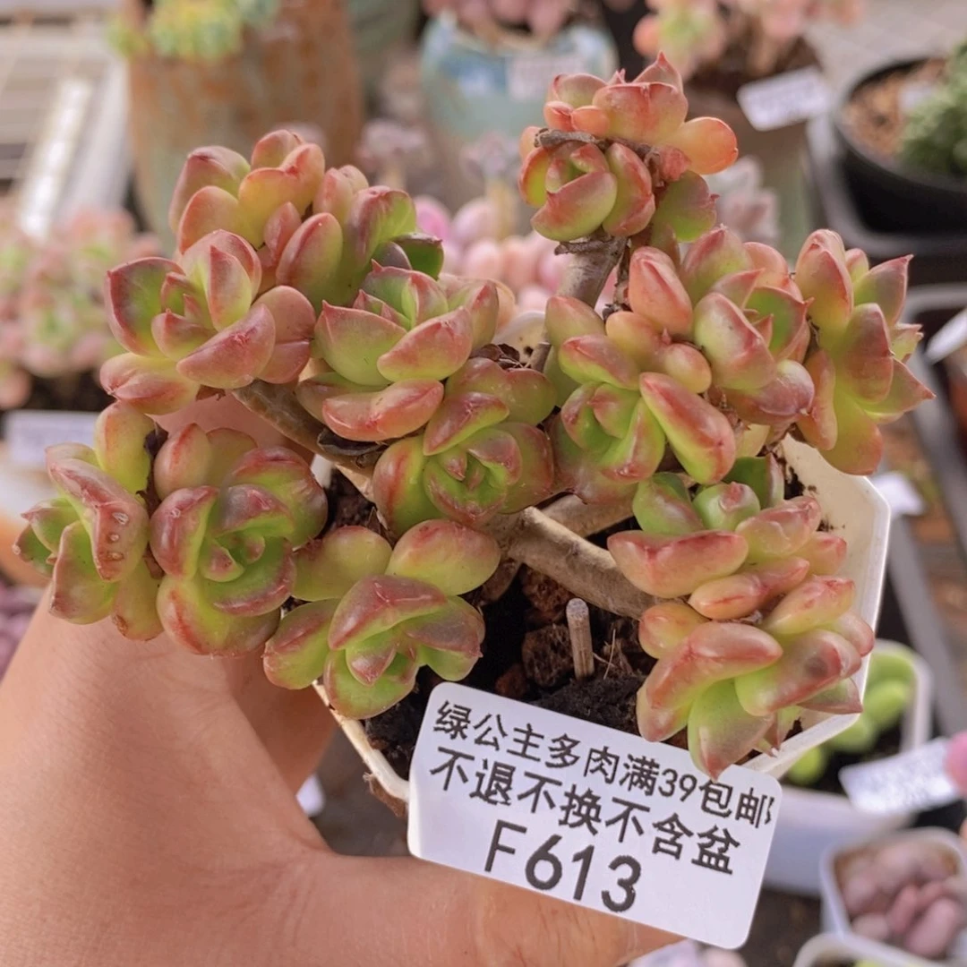 蜡牡丹10cm613多肉植物