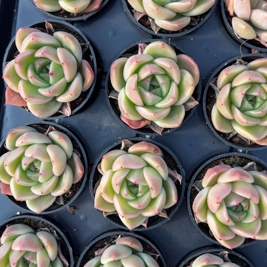 韩国钻石一颗量拍多肉满9.9包邮下午发