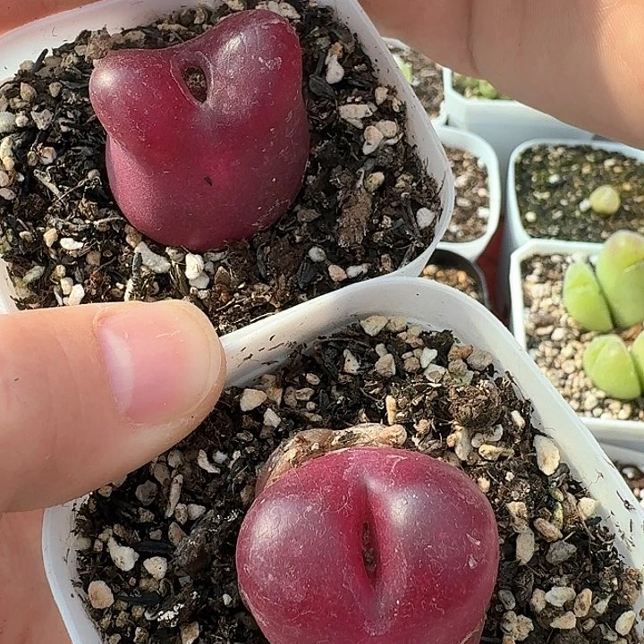 呱*蛙老马生石花大毛1004