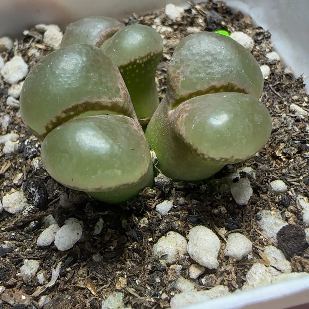 漂亮漂亮多肉植物636