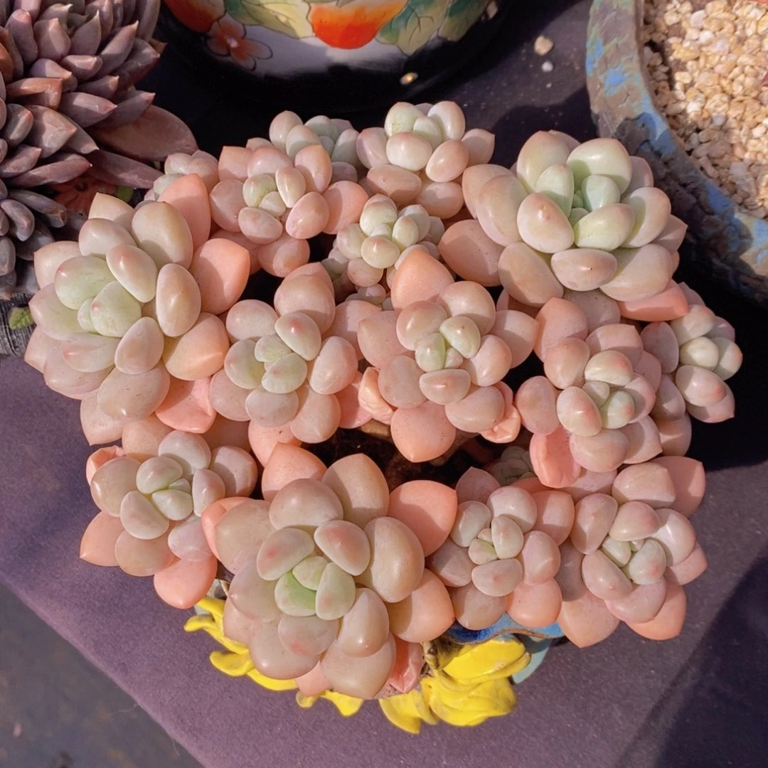 泡泡糖 一物一拍